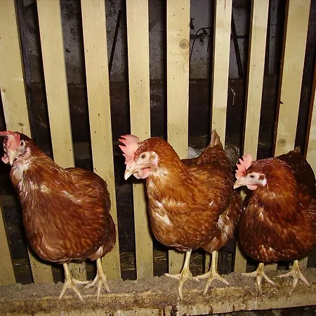 Haus Unterdieterer Annaberg im Lammertal