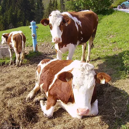 Apartament Haus Unterdieterer Annaberg im Lammertal