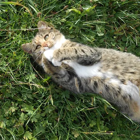 Haus Unterdieterer * Annaberg im Lammertal