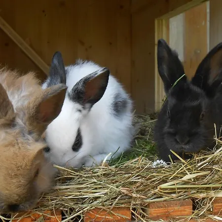 Apartment Haus Unterdieterer