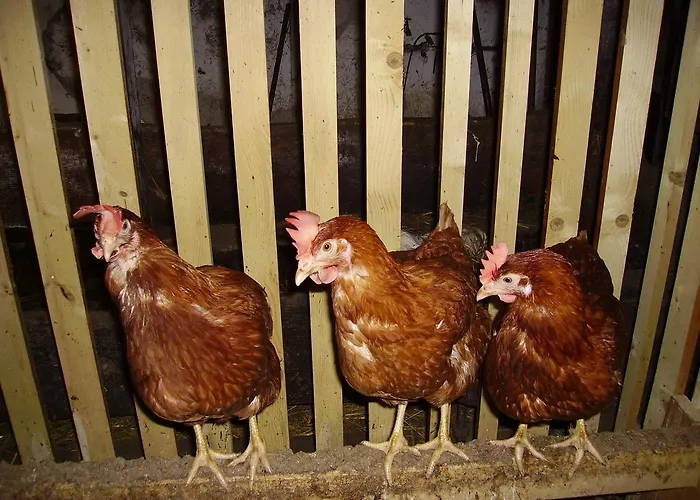 Haus Unterdieterer Annaberg im Lammertal