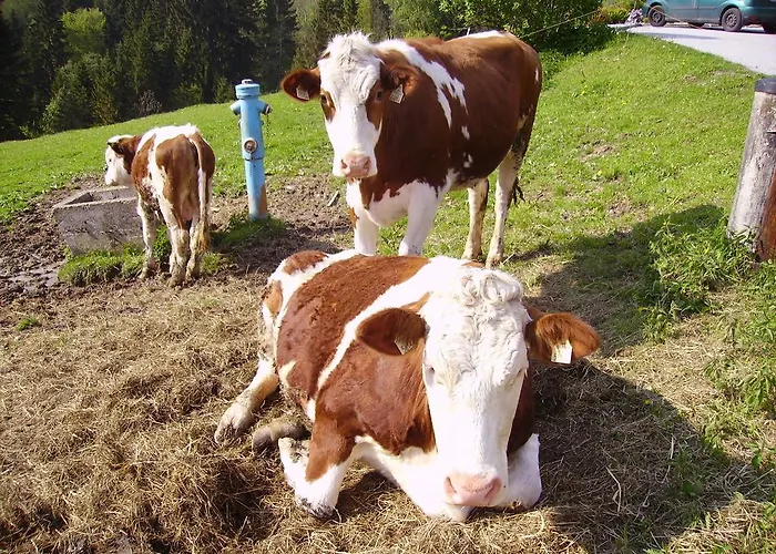 Lejlighed Haus Unterdieterer Annaberg im Lammertal